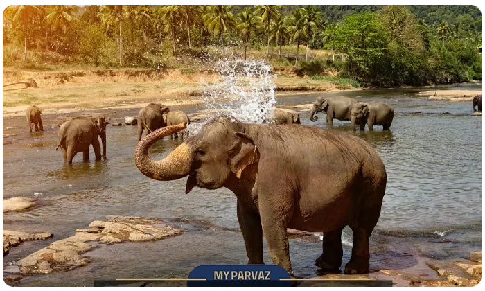 Pinnawala Elephant Orphanage, Sri Lanka